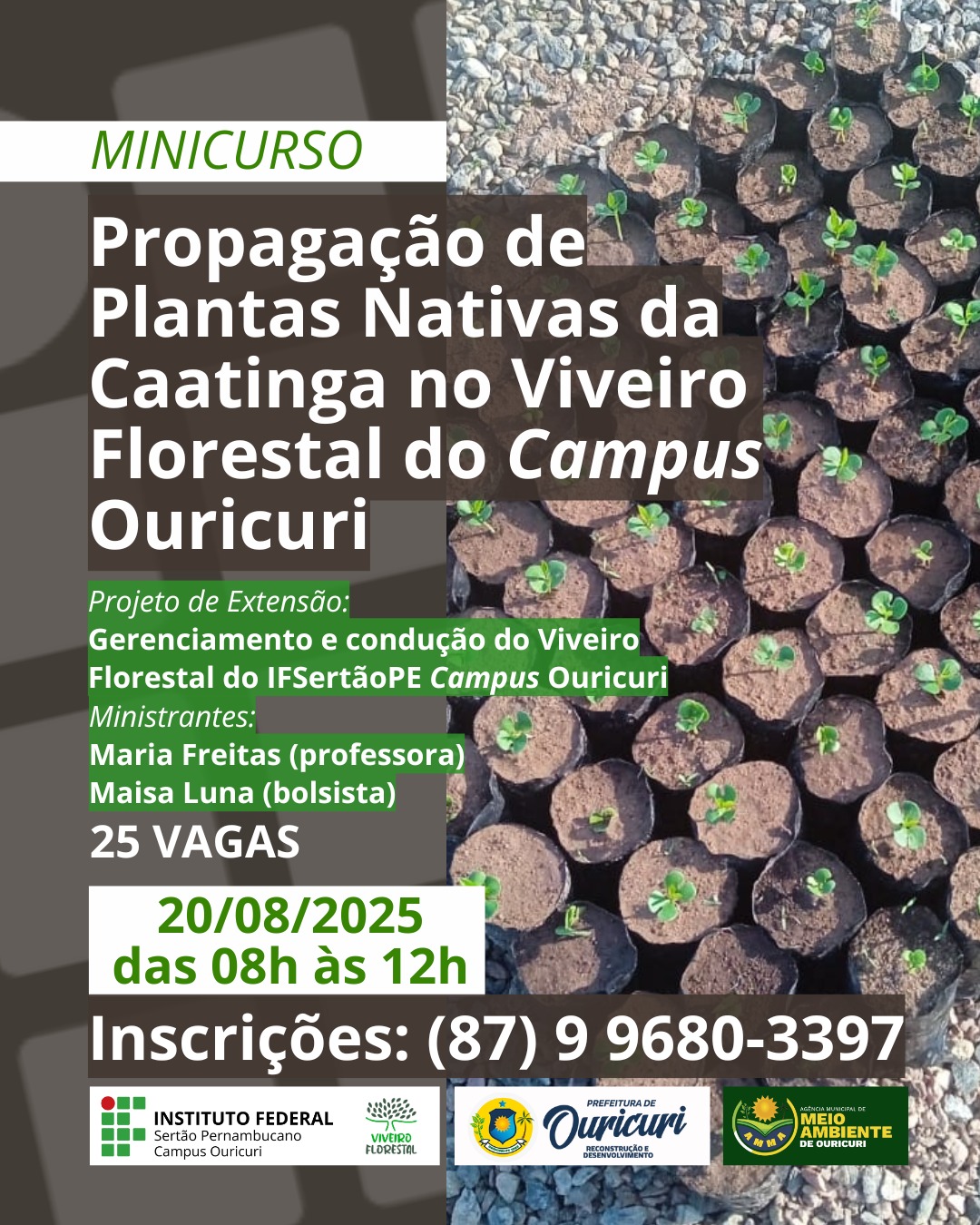 MINICURSO Propagação de Plantas Nativas da Caatinga no Viveiro Florestal do Campus Ouricuri Projeto de Extensão: Gerenciamento e condução do Viveiro Florestal do IFSertãoPE Campus Ouricuri Ministrantes: Maria Freitas (professora) Maisa Luna (bolsista) 25 VAGAS 20/08/2025 das 08h às 12h Inscrições: (87) 9 9680-3397 Logotipos do Instituto Federal Sertão Pernambucano Campus Ouricuri, Viveiro Florestal, Prefeitura de Ouricuri, e do Governo do Estado de Pernambuco com a Secretaria de Meio Ambiente e Sustentabilidade.