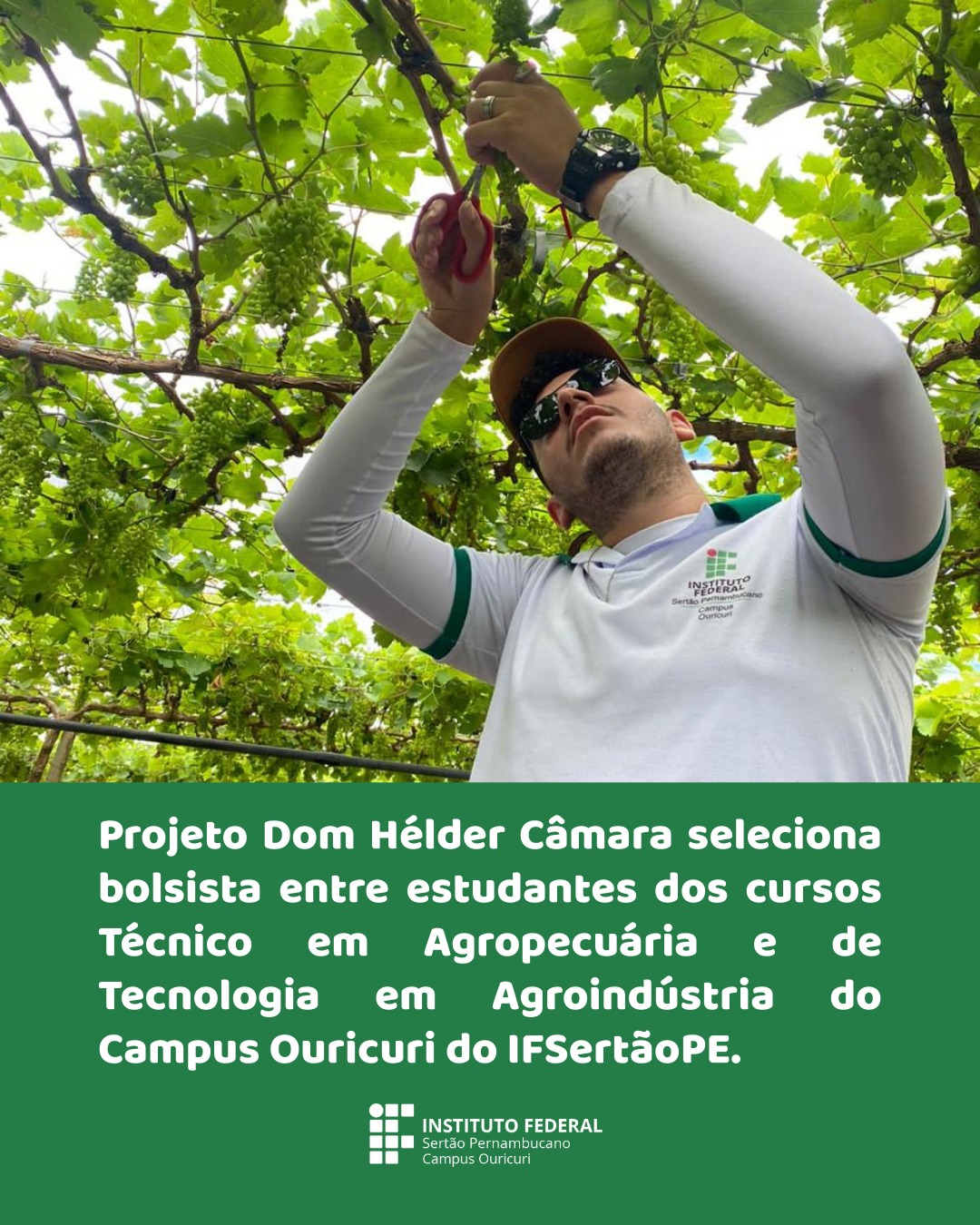 Um homem de boné, óculos escuros e camiseta branca com detalhes verdes, está em um parreiral de uvas verdes. Ele usa uma tesoura para cortar um cacho de uva. Na parte inferior da imagem, sobre um fundo verde escuro, há um texto em branco que diz: "Projeto Dom Hélder Câmara seleciona bolsista entre estudantes dos cursos Técnico em Agropecuária e de Tecnologia em Agroindústria do Campus Ouricuri do IFSertãoPE." e, abaixo, o logotipo do Instituto Federal Sertão Pernambucano Campus Ouricuri.
